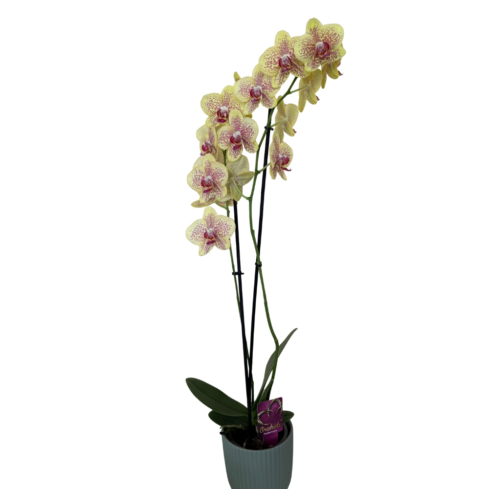 Phalaenopsis Amarela