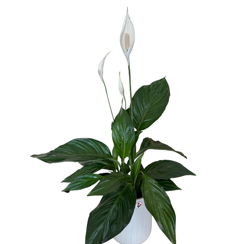 Spathiphyllum