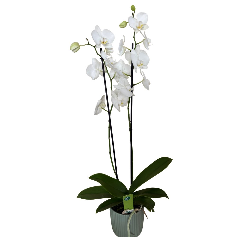 Phalaenopsis Branca